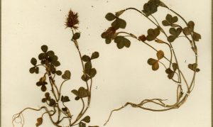 trifolium_incarnatum