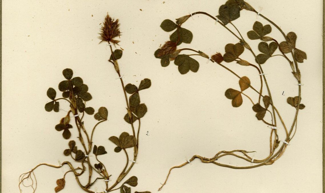 trifolium_incarnatum