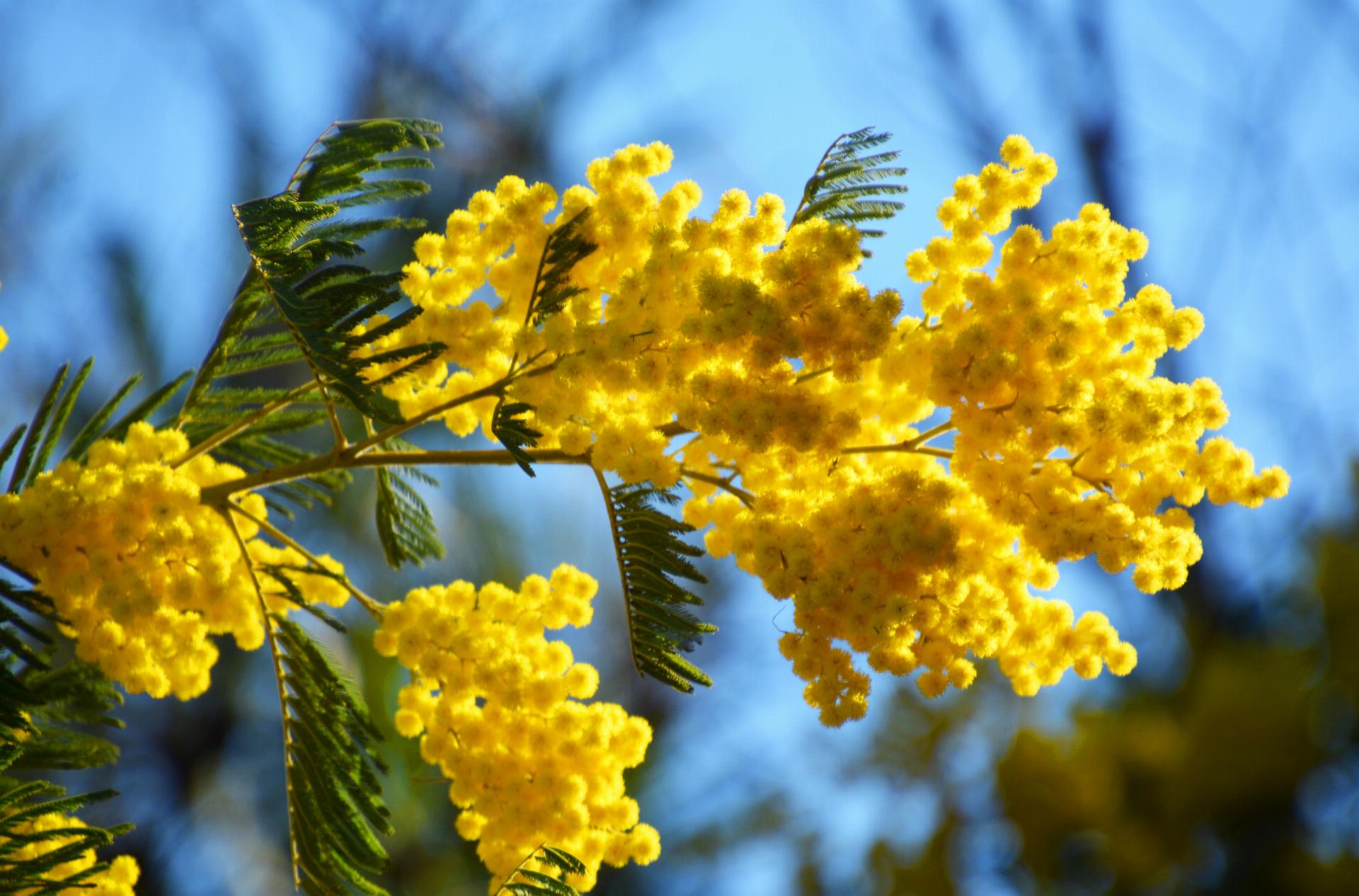 Istituto Italiano di Cultura di Copenaghen